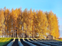 Aija Rancāne: Lavandrūtu rudens fotostāstos