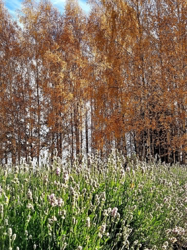 Aija Rancāne: Lavandrūtu rudens fotostāstos