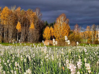 Aija Rancāne: Lavandrūtu rudens fotostāstos