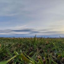 Igora Popoviča pavasarmirklis Latgalē

Egita Terēze Jonāne, egitalobs@gmail.com