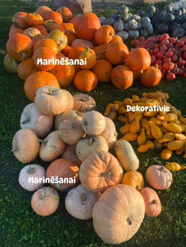 Stabļovas ķiploks: Ķirbju parāde