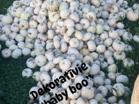 Stabļovas ķiploks: Ķirbju parāde