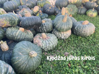 Stabļovas ķiploks: Ķirbju parāde