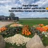 Attēls rakstam: Stabļovas ķiploks: Ķirbju parāde