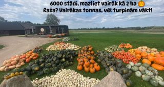 Attēls rakstam: Stabļovas ķiploks: Ķirbju parāde