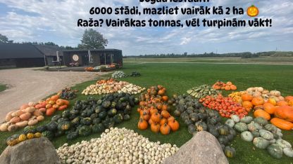 Attēls rakstam: Stabļovas ķiploks: Ķirbju parāde
