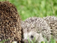 Andžellas Nartišas ceļā satiktie ceļinieki