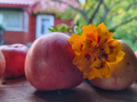 Kur zaļoj munys saknis