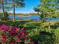 Kur zaļoj munys saknis