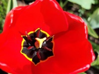 Annas Abužes tulpju pavasarziedēšana