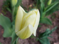 Annas Abužes tulpju pavasarziedēšana