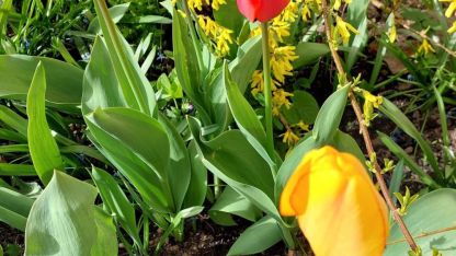 Attēls rakstam: Annas Abužes tulpju pavasarziedēšana