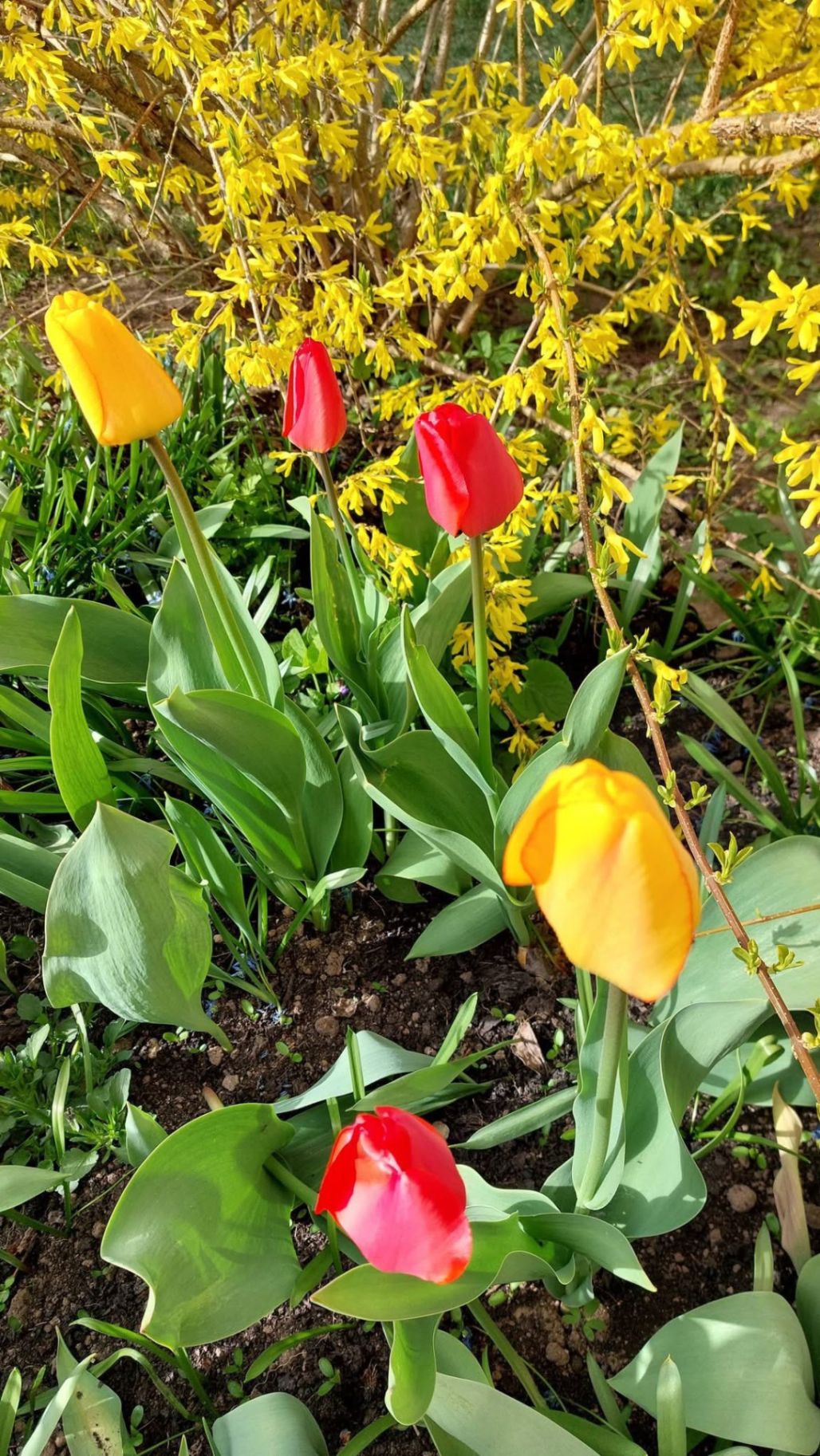 Annas Abužes tulpju pavasarziedēšana