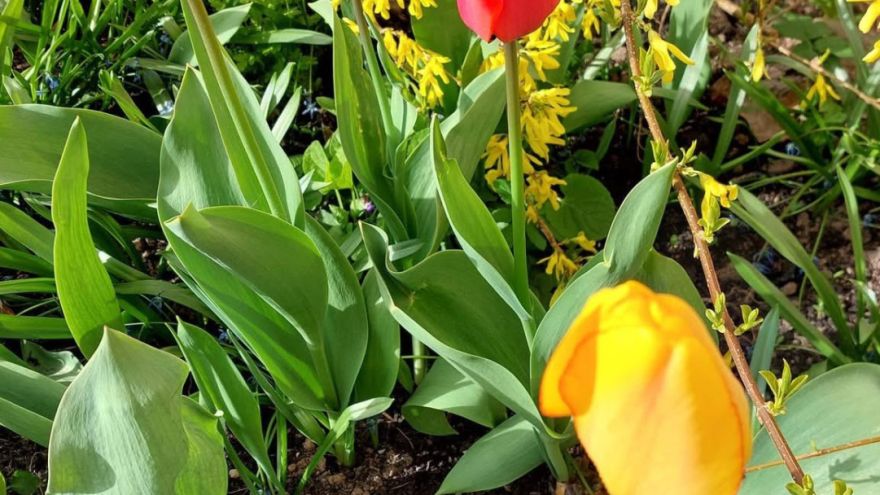 Attēls rakstam: Annas Abužes tulpju pavasarziedēšana