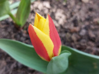 Annas Abužes tulpju pavasarziedēšana