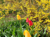 Annas Abužes tulpju pavasarziedēšana