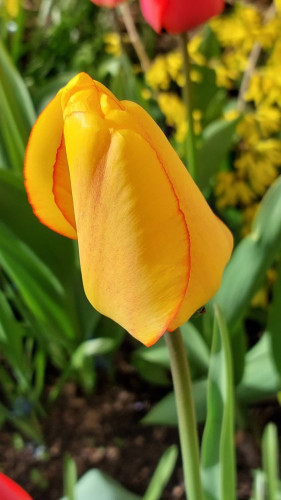 Annas Abužes tulpju pavasarziedēšana