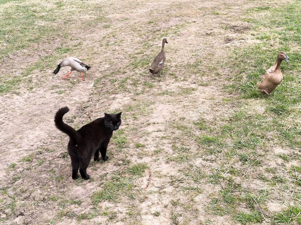 Kā klājas pīlēm?