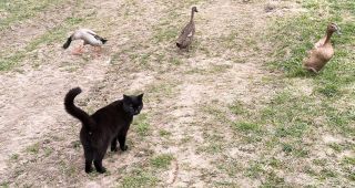 Attēls rakstam: Kā klājas pīlēm?