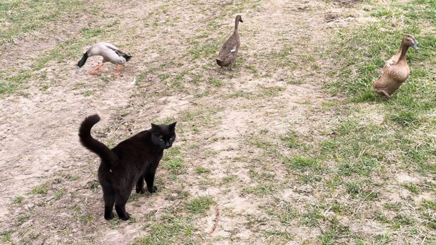 Attēls rakstam: Kā klājas pīlēm?