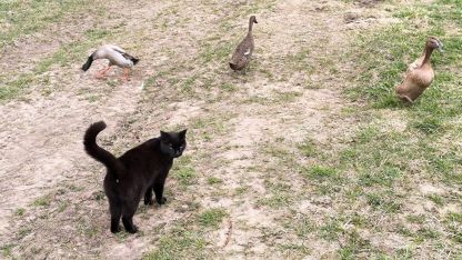 Attēls rakstam: Kā klājas pīlēm?