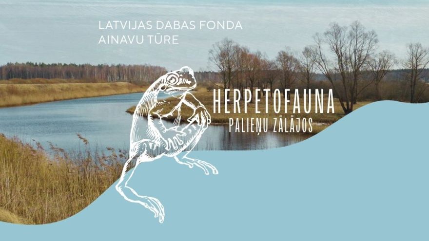 Attēls rakstam: Notiks abiniekiem un rāpuļiem veltīta ainavu tūre Lubāna  mitrājā