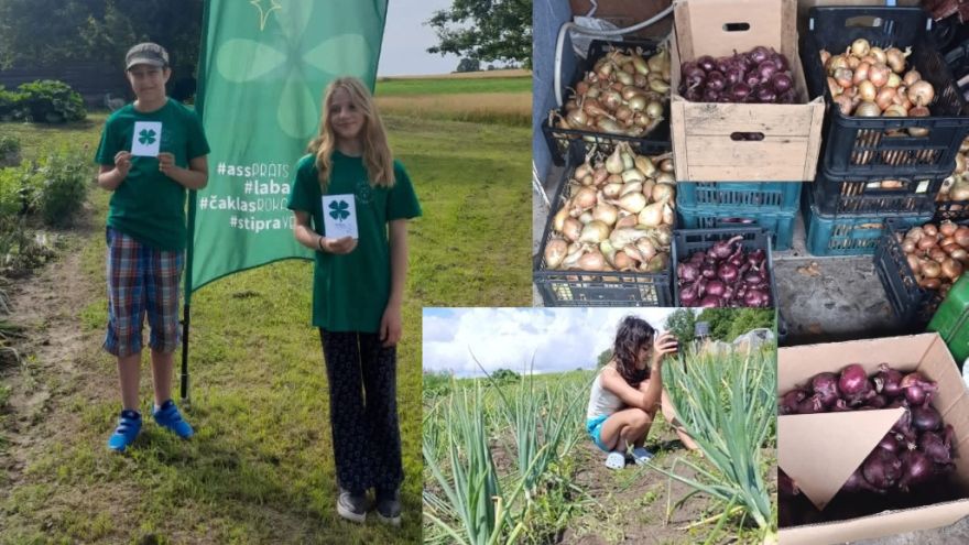 Attēls rakstam: Jersikas mazpulcēni loloja sīpolus