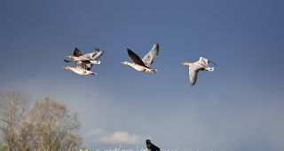 Attēls rakstam: Kāpēc putni ir aizraujoši fotostāstos?