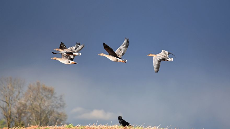 Attēls rakstam: Kāpēc putni ir aizraujoši fotostāstos?