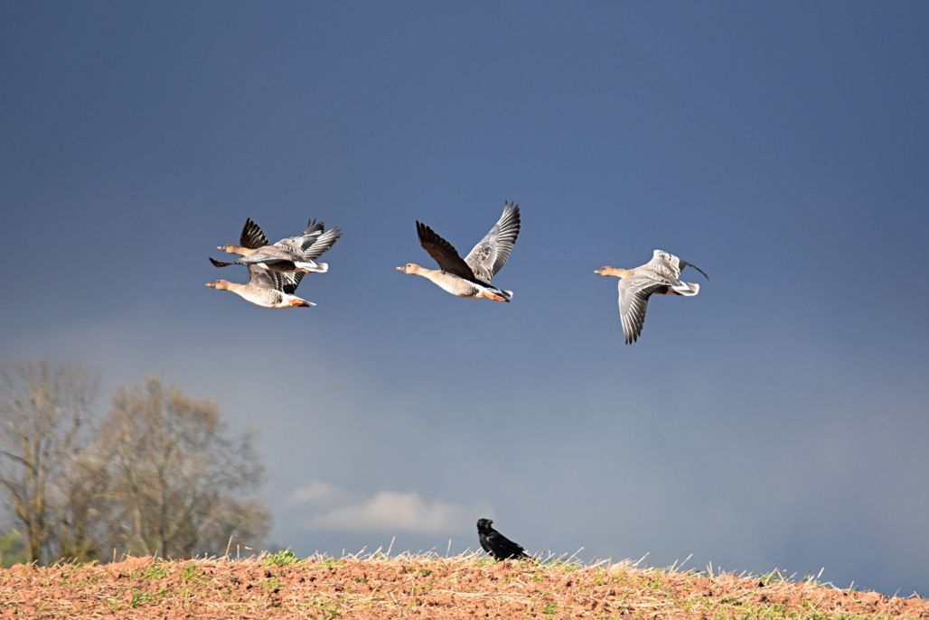 Kāpēc putni ir aizraujoši fotostāstos?