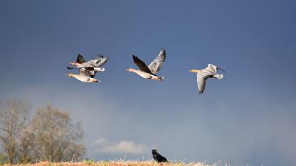 Attēls rakstam: Kāpēc putni ir aizraujoši fotostāstos?