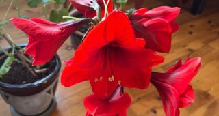 Attēls rakstam: Pleca sarunas