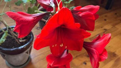 Attēls rakstam: Pleca sarunas