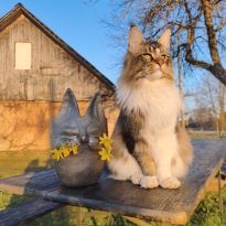 Mīluļa fotosesija: www.podusēta.lv mīlulus iemūžināts mālā

Egita Terēze Jonāne, egitalobs@gmail.com

#lobs_lv #milulafotosesija #poduseta #latgale #latvija #dzivessvinesanac #catlove #ceramics #latvia #celebratelife @sekotaji